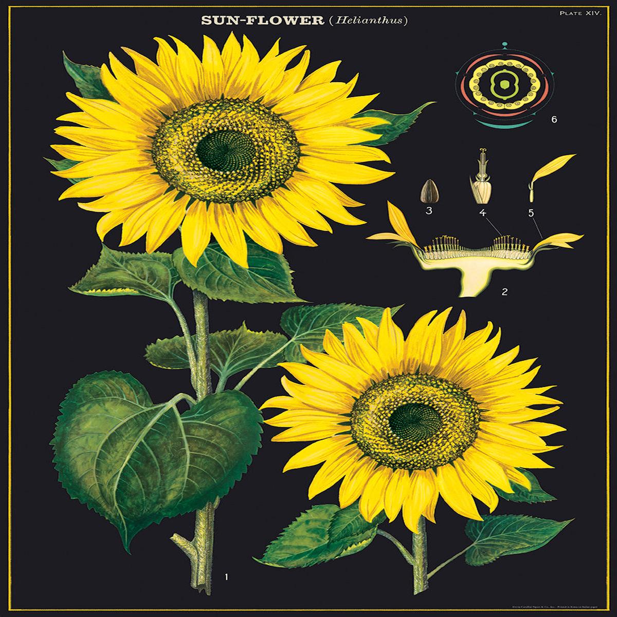 Cavallini Wrap - Sunflower