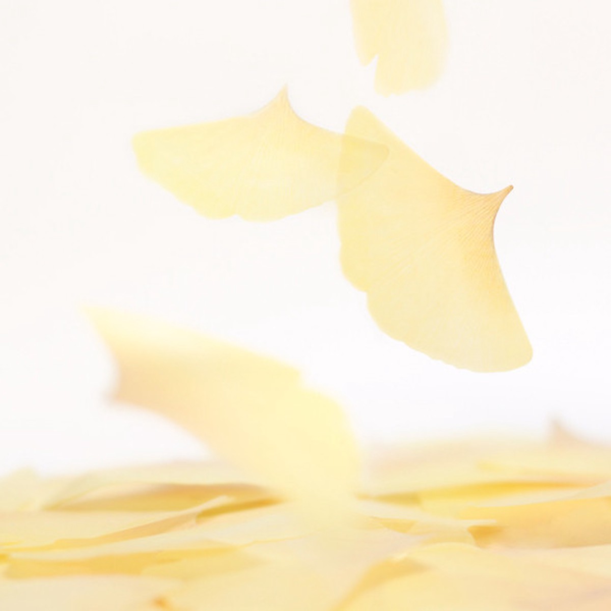 Ginkgo leaf transparent sticky memo notes Medium
